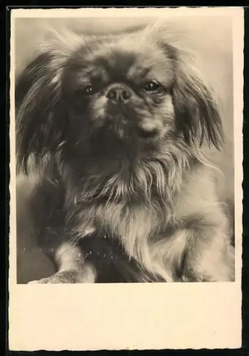 Foto-AK Portrait eines Hundewelpen