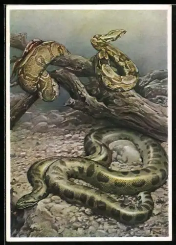 Künstler-AK Berliner Aquarium, Boa Constrictor und Anaconda