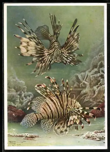 Künstler-AK Berliner Aquarium, Rotfeuerfisch