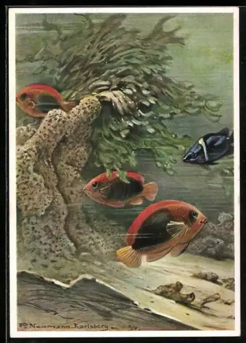 Künstler-AK Berliner Aquarium, Verschiedene Korallenfisch-Arten