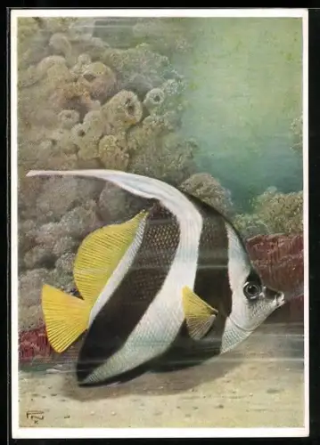 Künstler-AK Berliner Aquarium, Wimpelfisch