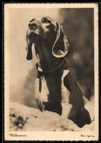 AK Jagdhund blickt der Sonne entgegen