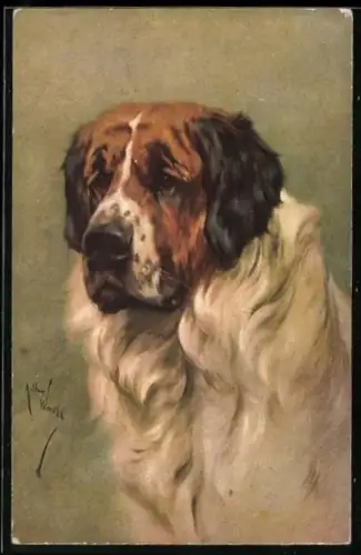 AK Portrait eines Bernhardiner
