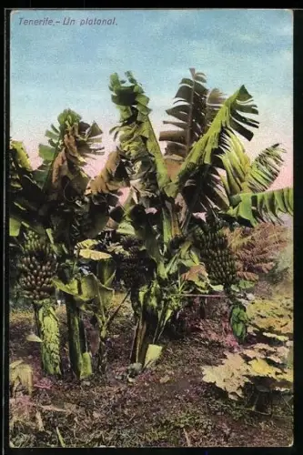 AK Tenerife, Un platanal, Bananenplantage