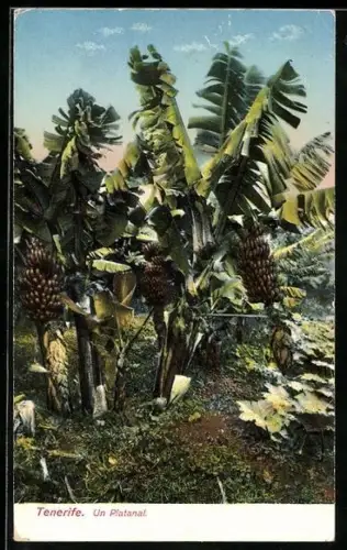 AK Tenerife, Un Platanal