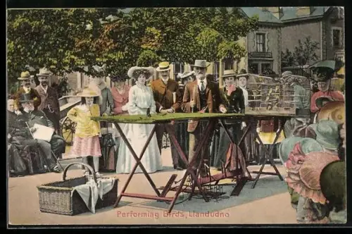 AK Llandudno, Performing Birds