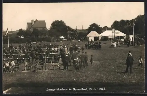 Foto-AK Grundhof bei Flensburg, Jungviehschau in Grundhof 1925