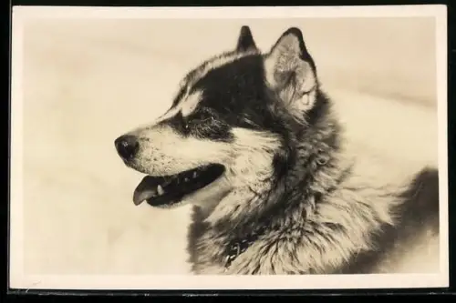 AK Polarhund auf Jungfraujoch, Portrait