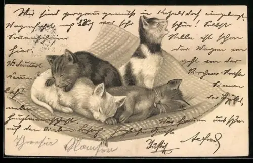 Lithographie Vier Katzenkinder auf einem Kissen