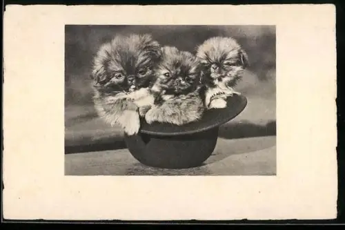 AK Drei Hundewelpen in einem Hut, Portrait