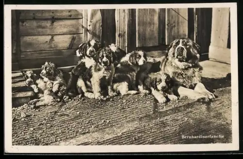 AK Bernhardinerfamilie vor einem Holzgebäude im Sonnenschein