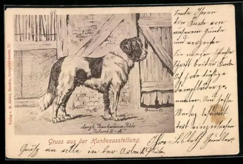 AK Bernhardiner, Gruss aus der Hundeausstellung