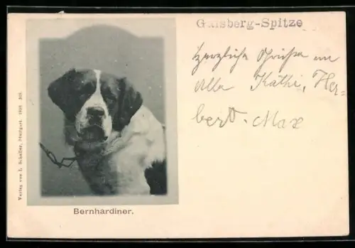 AK Gaisbergspitze, Angeketteter Bernhardiner, Portrait