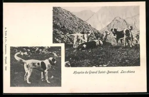 AK Hospice du Grand Saint-Bernard, Les chiens