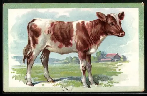 Präge-AK Kalb auf der Weide, Portrait