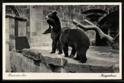 AK Hannover, Zoo, Zwei Kragenbären