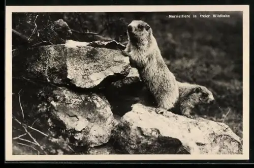 AK Murmeltiere in freier Wildbahn