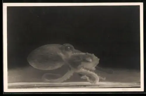 AK Napoli, Acquario, Octopus