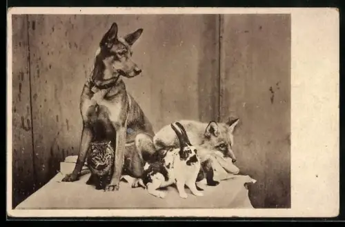 AK Tierfreundschaften, Schäferhund, Katze, Fuchs und Kaninchen