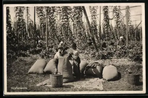 AK Bauern bei der Hopfenernte