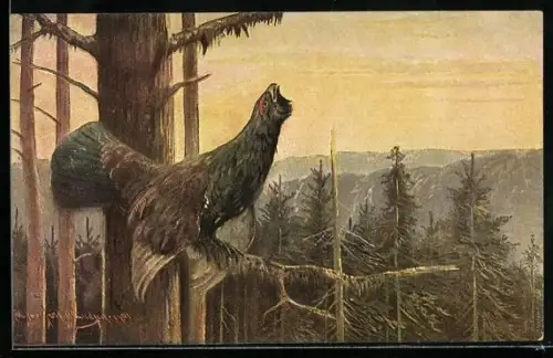 Künstler-AK M. Müller jun.: Auerhahn auf dem Baum