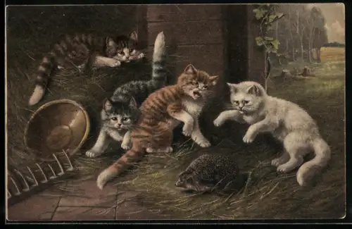 AK Katzen spielen mit einem Igel