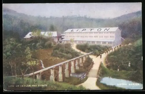 AK View on Ceylon Tea Estate