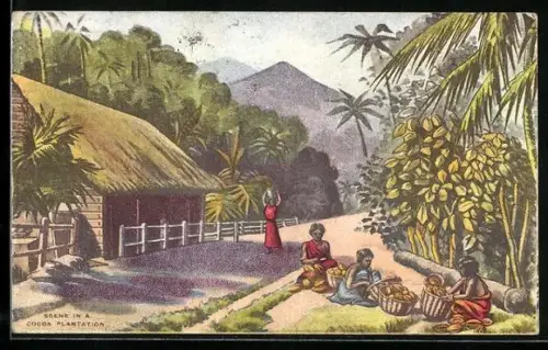 AK Scene in a Cocoa Plantation, Arbeiter bei der Kakaoernte