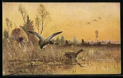 Künstler-AK M.Müller jun.: Enten an einem See