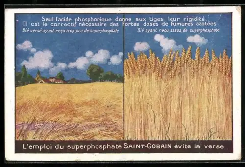 AK Reklame Saint Gobain, zur Seite wachsendes Getreide, mit Dünger aufrecht wachsendes Getreide