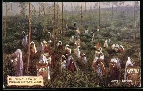 AK View on Ceylon Tea Estate