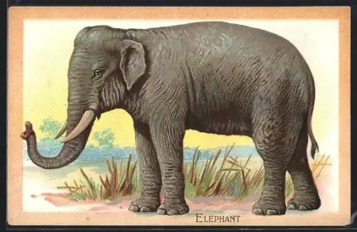 Präge-AK Elefant an einem Gewässer, Portrait