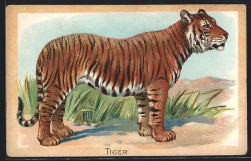 Präge-AK Tiger in der Savanne, Portrait