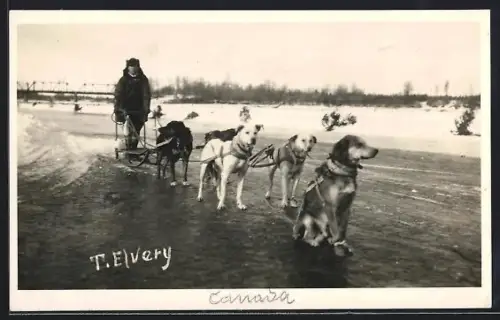 Foto-AK Canada, Schlittenhunde auf gefrorenem Gelände, Hundegespann mit Fahrer