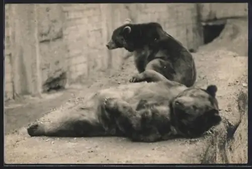 Foto-AK Zwei Bären vor einem gemauerten Bau