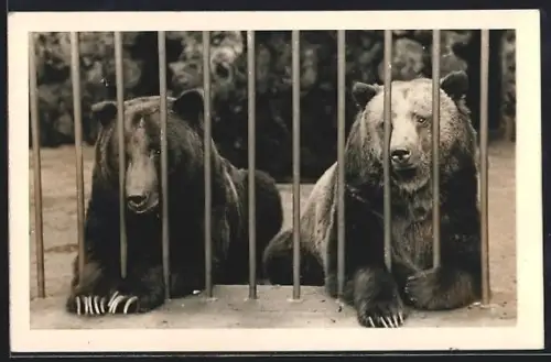 AK Zwei Bären hinter Gitter, Portrait