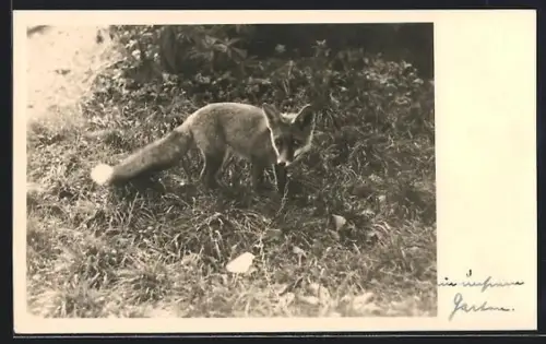 Foto-AK Angeketteter Fuchs in einem Garten