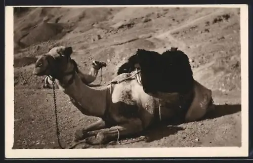 AK Cairo, Camels at the desert, Kamele liegen in der Wüste