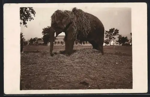 AK Elefant im Stroh vor einem orientalischen Gebäude