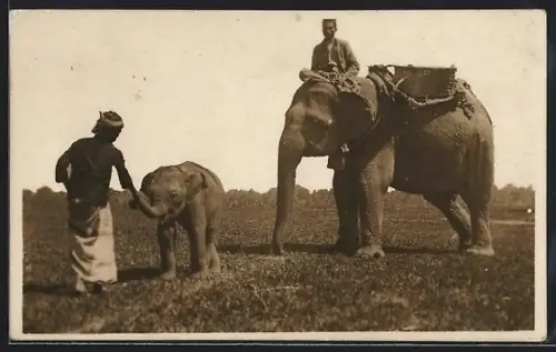 AK Elefant mit Jungem und Führern
