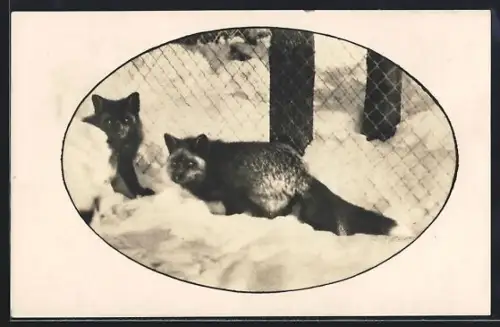 AK Rottach-Tegernsee, Zwei Silberfüchse im Schnee, Silberfuchs-Farm Wallberg