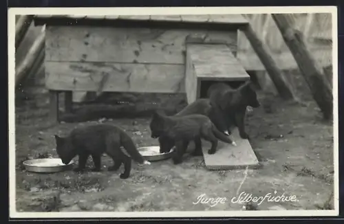 AK Klosters, Silberfuchsfarm, Junge Silberfüchse