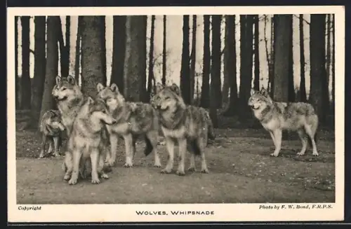 AK Whipsnade, Wolves