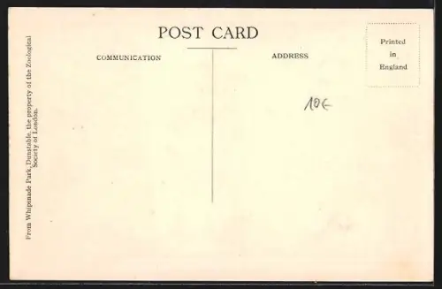 AK Whipsnade, Wolves