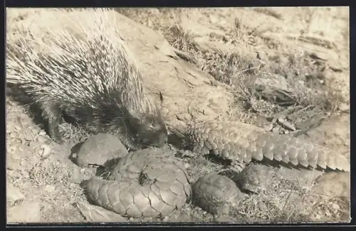 Foto-AK Stachelschwein und Schuppentiere auf felsigem Gelände