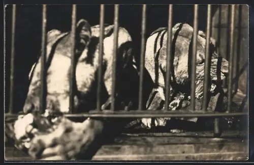 Foto-AK Zwei Hunde beim Fressen hinter Gittern