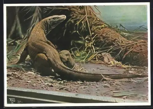 AK Berlin, Berliner Aquarium, Riesen-Waran