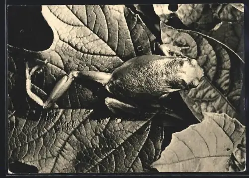 AK Laubfrosch auf Blättern, Makro-Foto