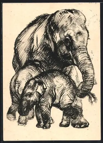 AK Zeichnung eines Elefanten mit zwei Kälbern