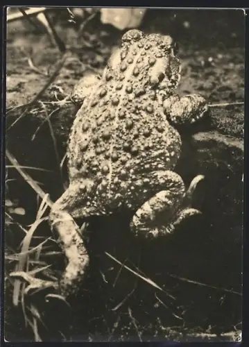 AK Nahaufnahme einer Kreuzkröte